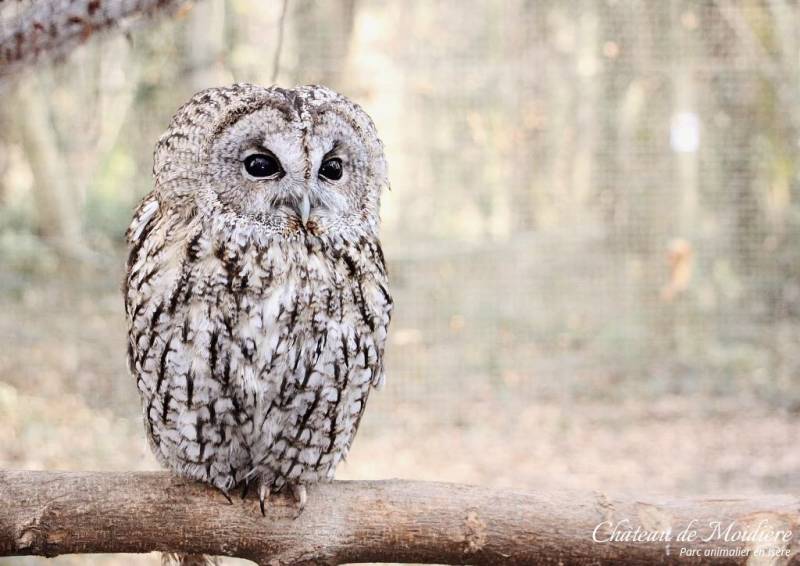 Parc animalier Bonnefamille Château de Moidiere